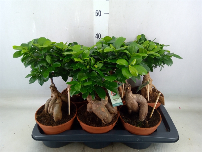 <h4>Ficus microcarpa 'Ginseng'</h4>