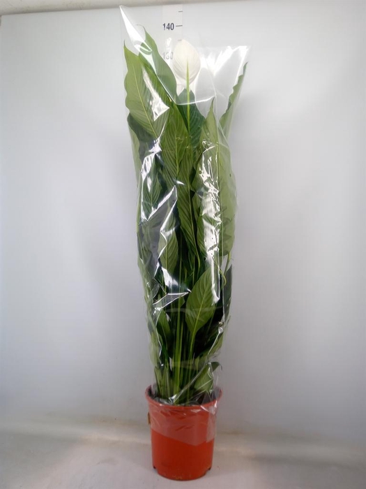 <h4>Spathiphyllum  'Sweet Sebastiano'</h4>