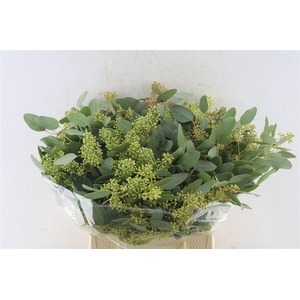 Euca Populus Berry Short 150 Gram