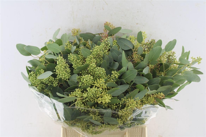 <h4>Euca Populus Berry Short 150 Gram</h4>