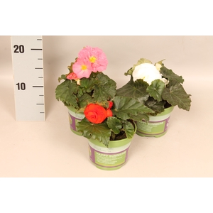 Begonia tub. Divers