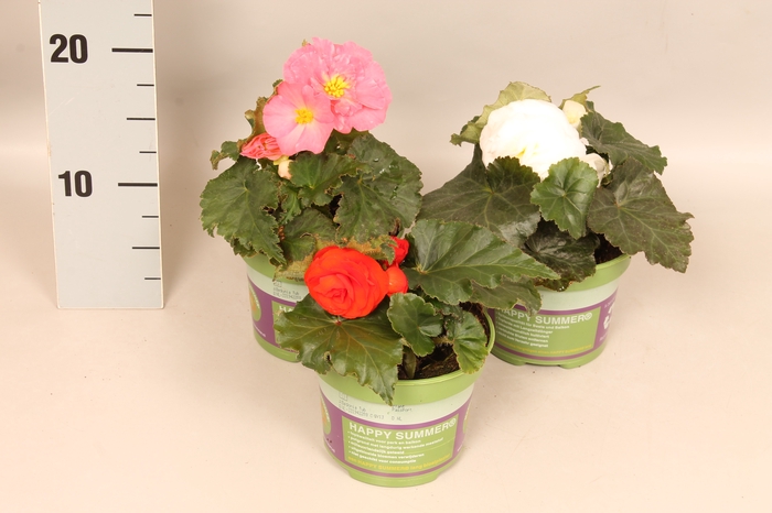 <h4>Begonia tub. Divers</h4>