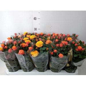 Rosa  'Firebird Kordana Grande'