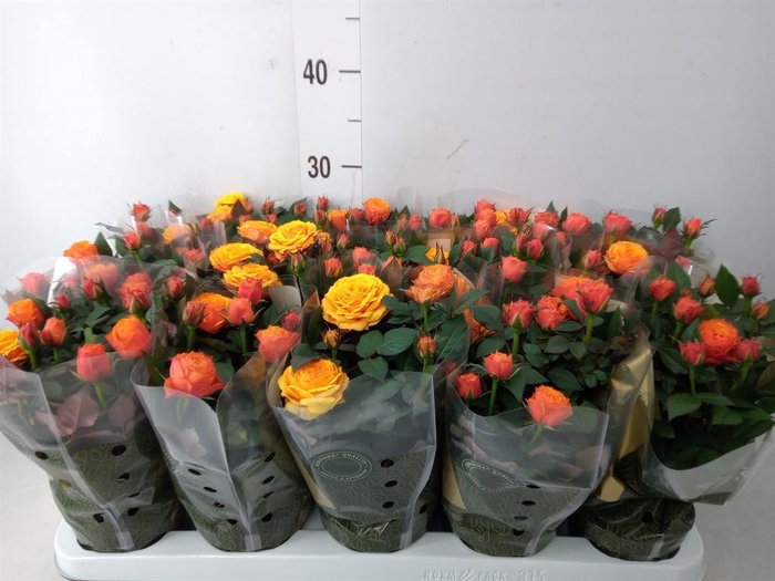 <h4>Rosa  'Firebird Kordana Grande'</h4>