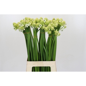 Ornithogalum Saundersiae