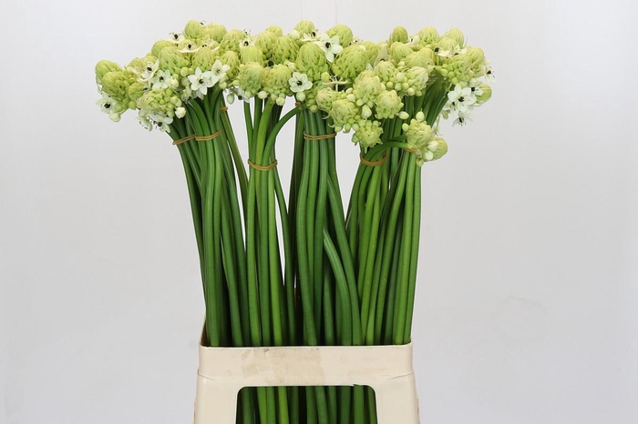<h4>Ornithogalum Saundersiae</h4>
