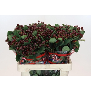 Hypericum x inodorum Globo Burgundy