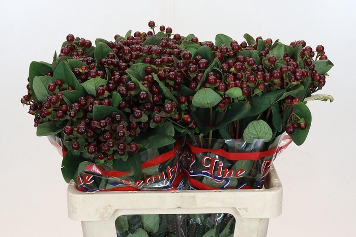 Hypericum x inodorum Globo Burgundy