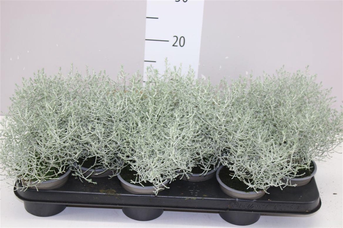 <h4>Calocephalus</h4>