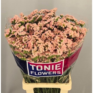 LIM S SWEET APRICOT+