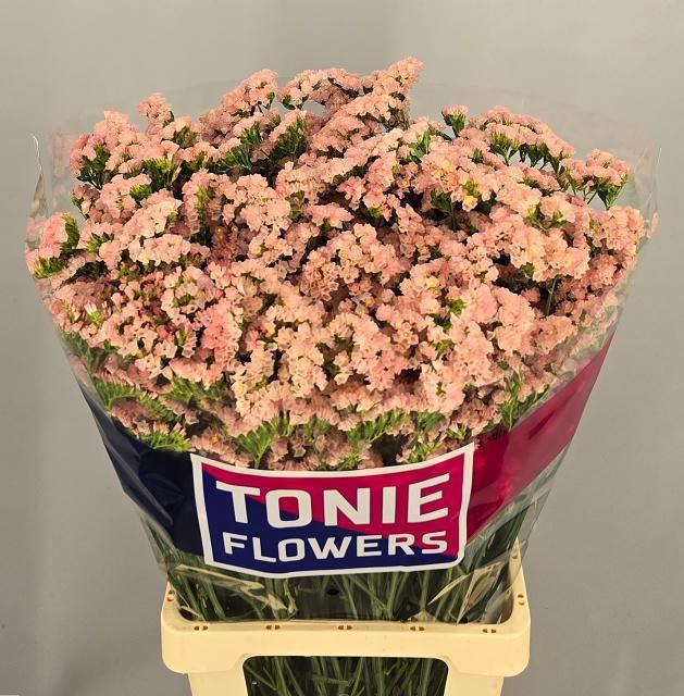 <h4>LIM S SWEET APRICOT+</h4>