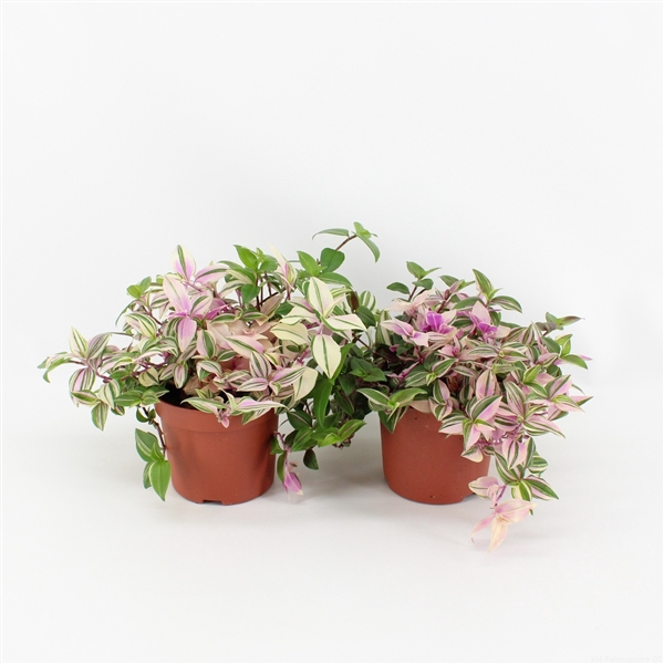 <h4>Tradescantia Quadricolor P12</h4>