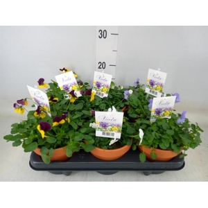 Viola corn. 'Endurio'   ...mix