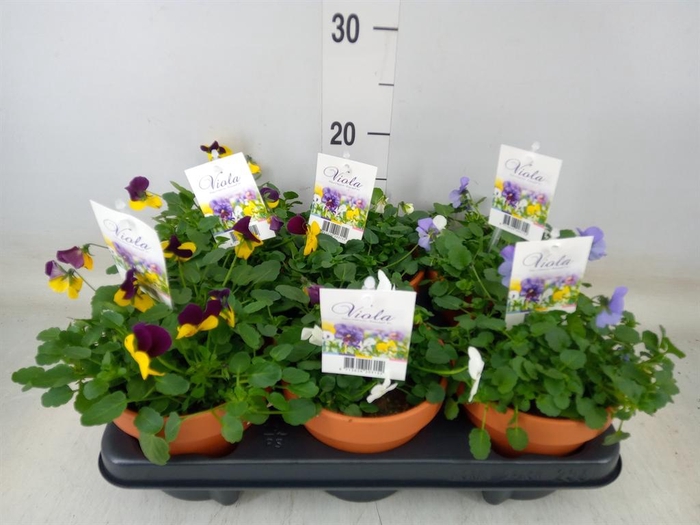<h4>Viola corn. 'Endurio'   ...mix</h4>