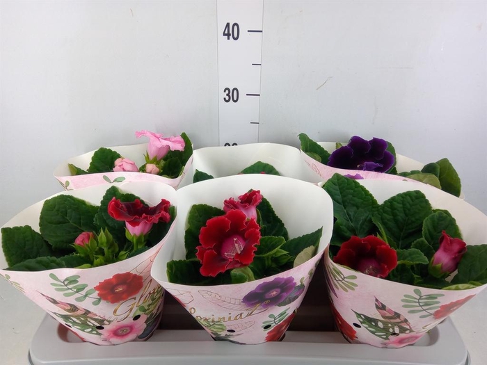 <h4>Sinningia   ...mix</h4>