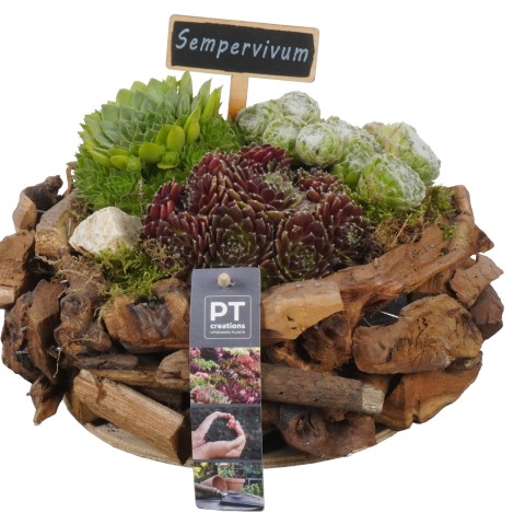 PTS6617 Arrangementen Sempervivum