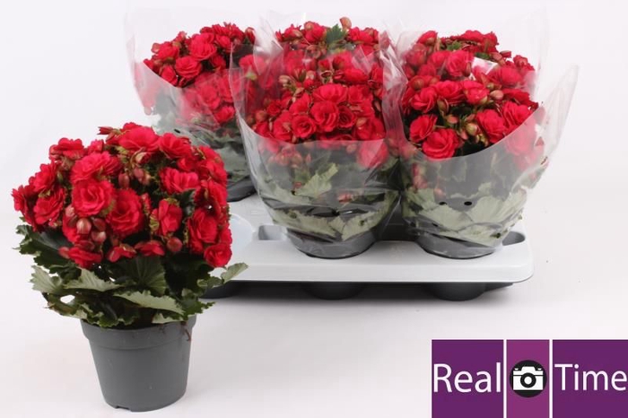 <h4>BEG DU GRACE</h4>