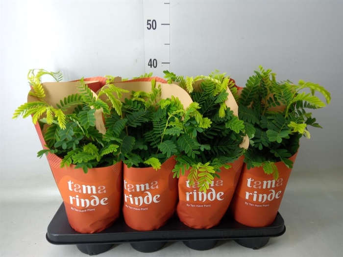 <h4>Tamarindus indica</h4>