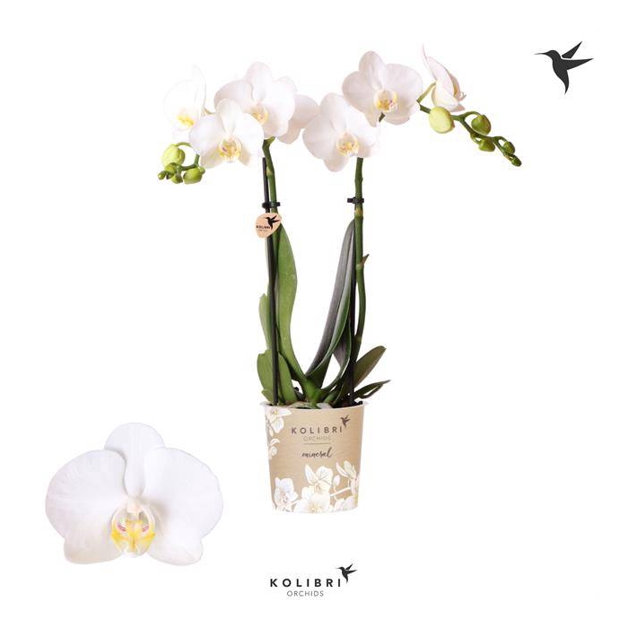 <h4>Phalaenopsis MF white 9Ø 40cm 2st 16fl</h4>