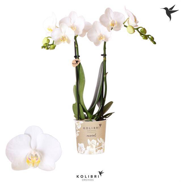 Phalaenopsis MF white 9Ø 40cm 2st 16fl