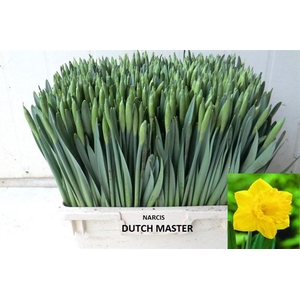 NARC T DUTCH MASTER