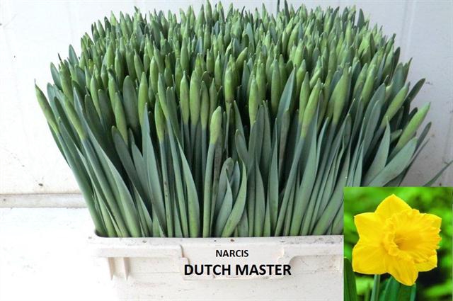 NARC T DUTCH MASTER