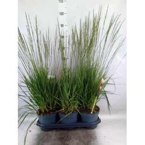 Molinia caerulea 'Moorhexe'