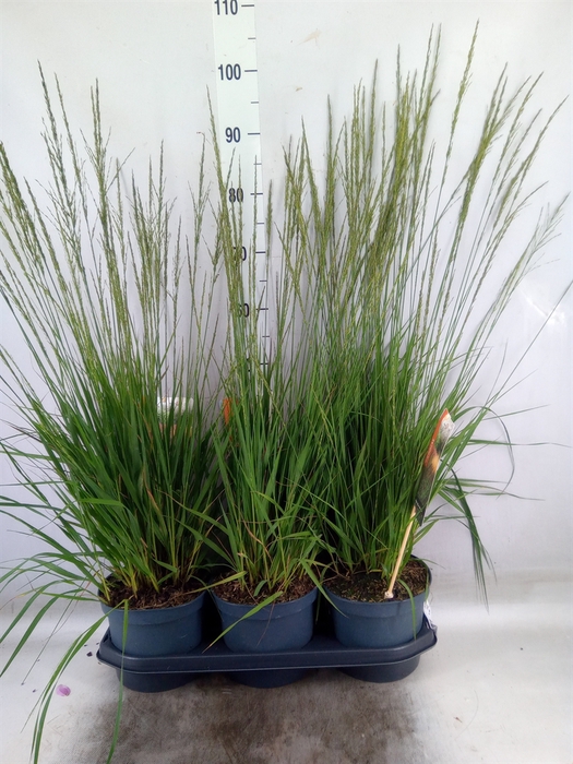 <h4>Molinia caerulea 'Moorhexe'</h4>