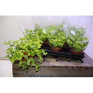 arr8 Pep Rotundifolia