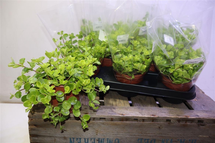 <h4>Pep Rotundifolia</h4>