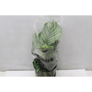 CALATHEA ORBIFOLIA P17