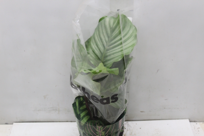 <h4>CALATHEA ORBIFOLIA P17</h4>