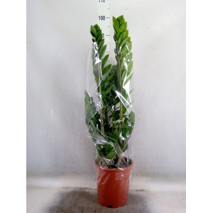 Zamioculcas zamiifolia