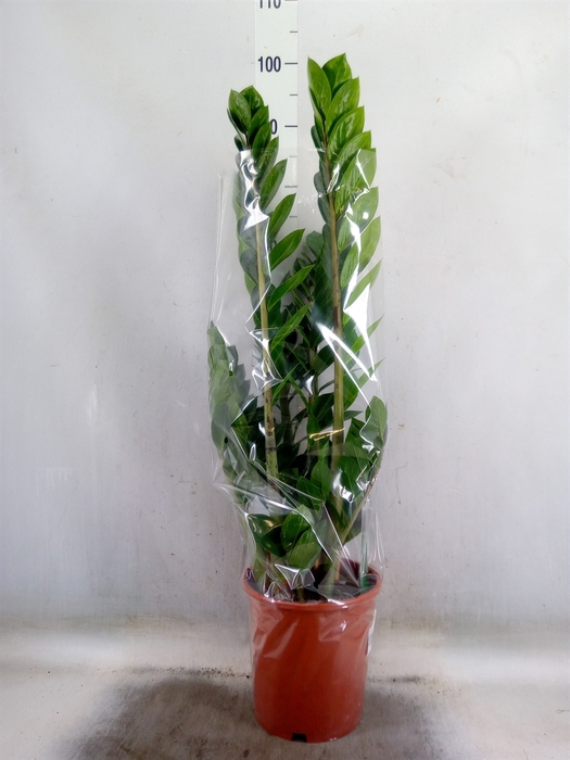 <h4>Zamioculcas zamiifolia</h4>