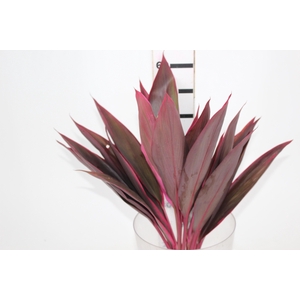 FOLHAGEM DRACENA TERMINALIS PINK