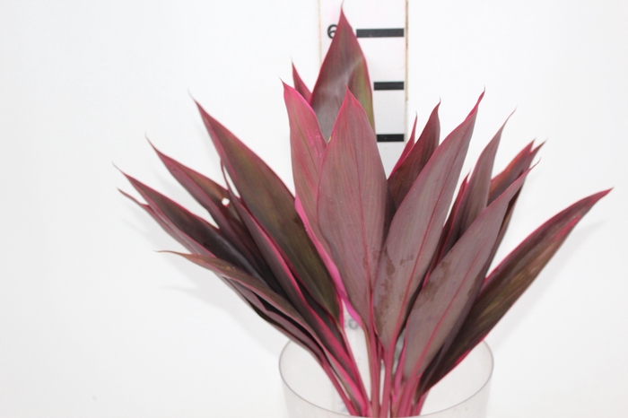 <h4>FOLHAGEM DRACENA TERMINALIS PINK</h4>