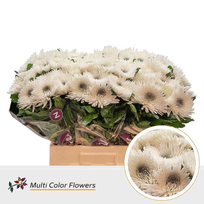 <h4>Chrysanthemum PL   ...colored H%</h4>