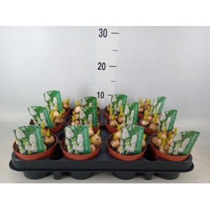 Muscari  'Magic White'