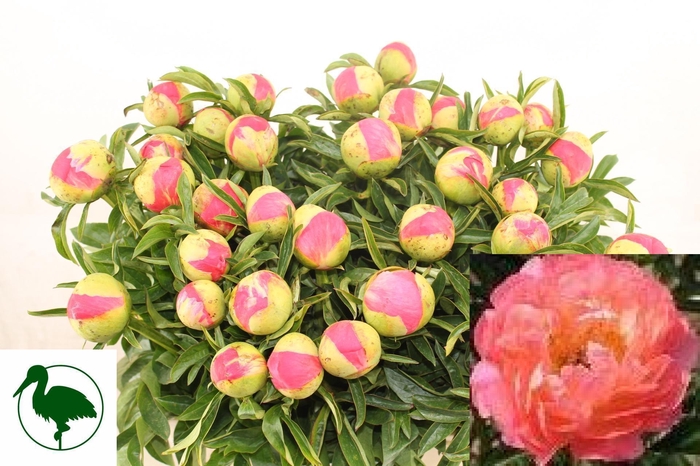 <h4>PAEO CORAL SUNSET</h4>