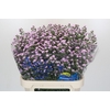 Aster Baby Pink Pearl