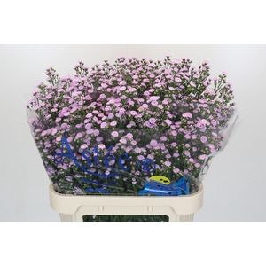 Aster Baby Pink Pearl