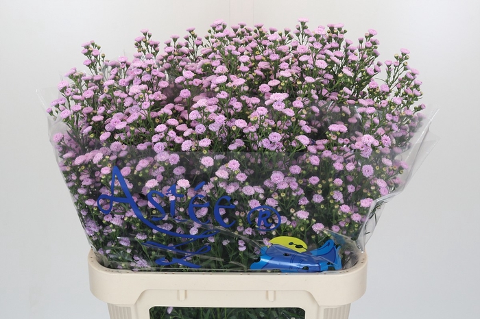 Aster Baby Pink Pearl