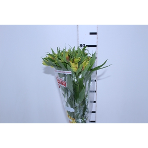 ALSTROEMERIA ISOLA 080 CM