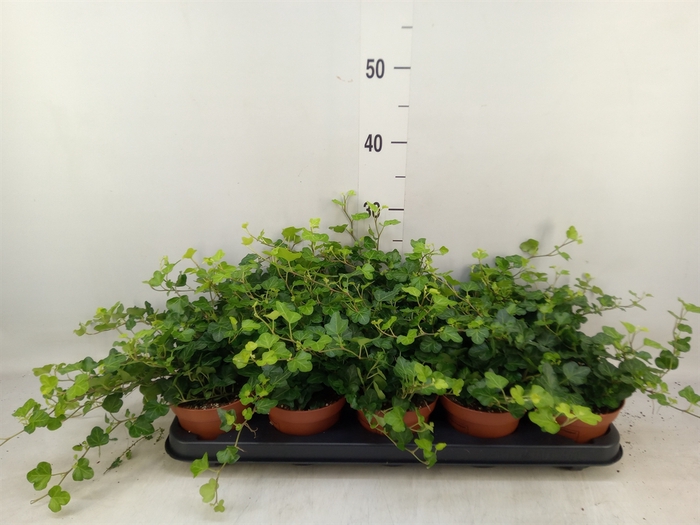 <h4>Hedera helix 'Wonder'</h4>