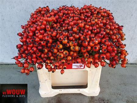 <h4>Rosa Conic Hiphop</h4>