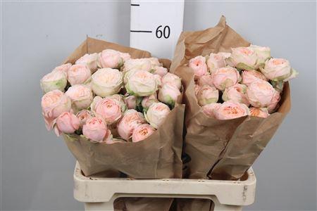 <h4>R Tr Lady Ella</h4>