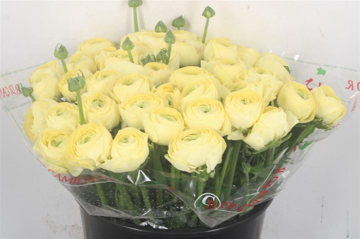 <h4>Ran... Su Commedia Super</h4>