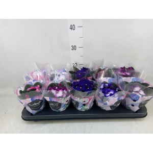 Saintpaulia   ...mix