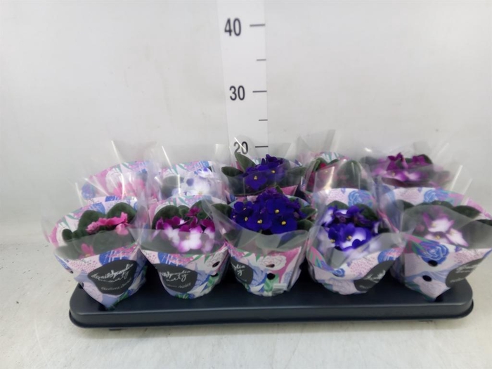 <h4>Saintpaulia ...mix</h4>