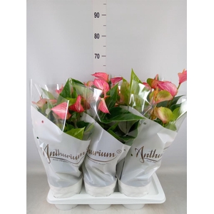 Anthurium andr. 'Livium Red'